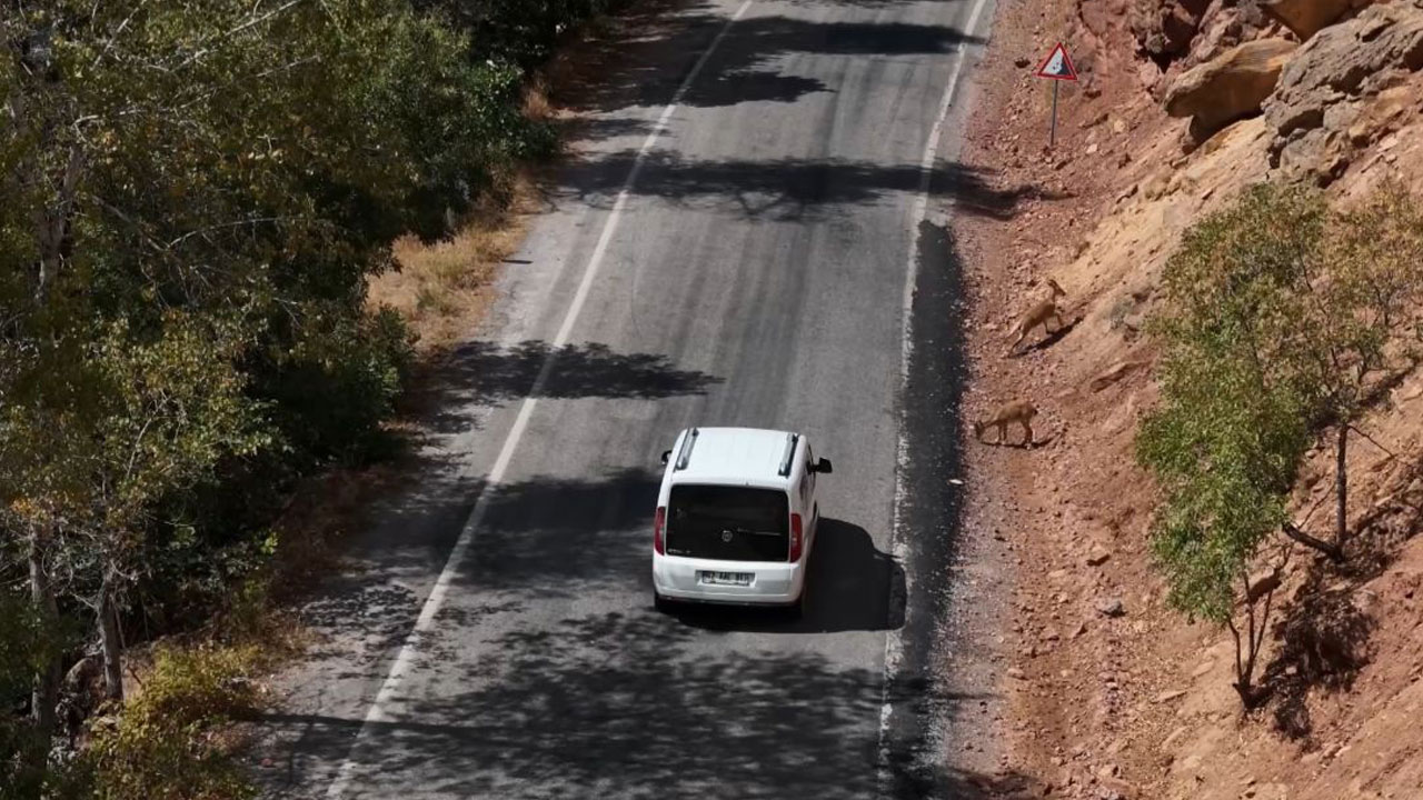 Foto - Vahşi yaşam tehlikede! Munzur Vadisi’nde 2 milyon araç baskısı