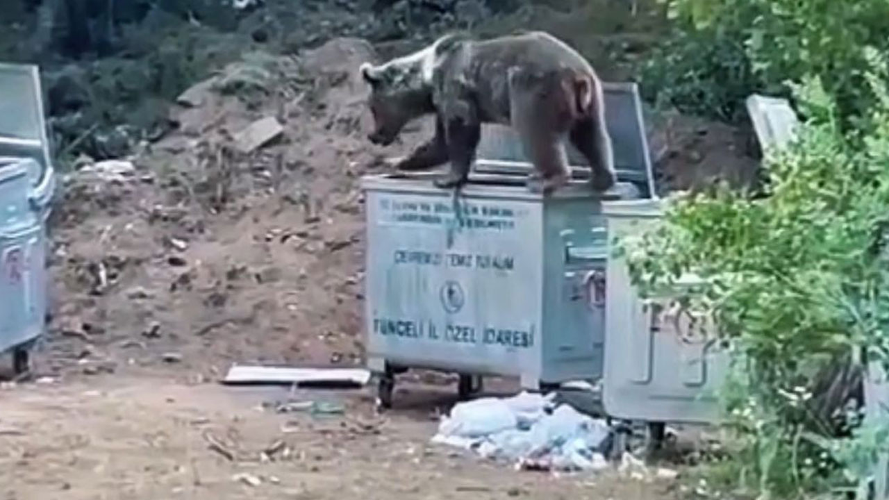 Foto - Vahşi yaşam tehlikede! Munzur Vadisi’nde 2 milyon araç baskısı