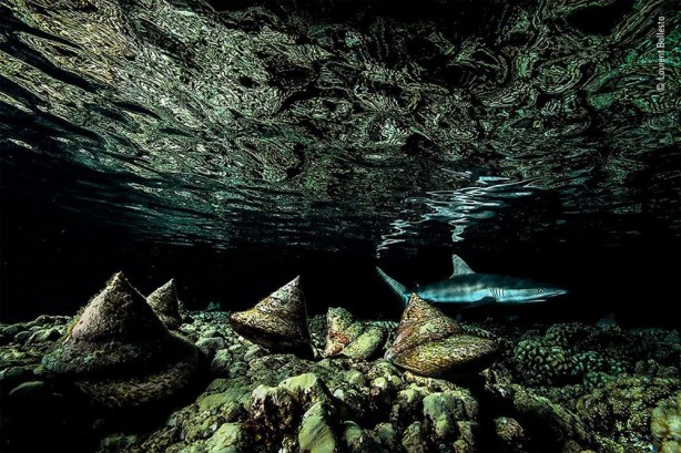 Foto - ‘Vahşi Yaşam’dan dünyayı adeta kitleyen görüntüler! Öyle bir şey yakaladılar ki…