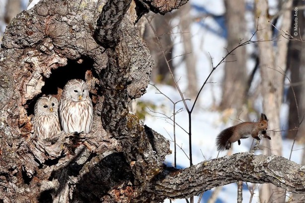 Foto - ‘Vahşi Yaşam’dan dünyayı adeta kitleyen görüntüler! Öyle bir şey yakaladılar ki…