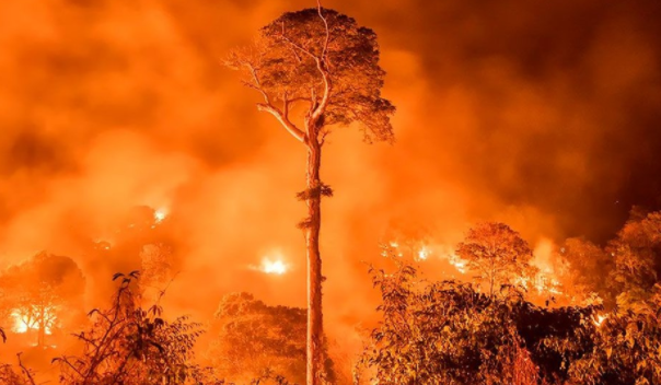 Foto - ‘Vahşi Yaşam’dan dünyayı adeta kitleyen görüntüler! Öyle bir şey yakaladılar ki…