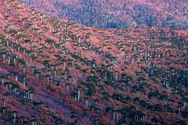 Foto - ‘Vahşi Yaşam’dan dünyayı adeta kitleyen görüntüler! Öyle bir şey yakaladılar ki…