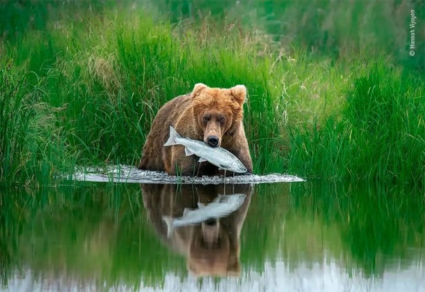 Foto - ‘Vahşi Yaşam’dan dünyayı adeta kitleyen görüntüler! Öyle bir şey yakaladılar ki…