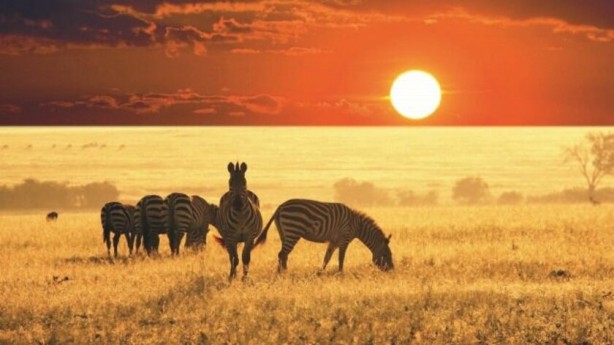 Foto - ‘Vahşi Yaşam’dan dünyayı adeta kitleyen görüntüler! Öyle bir şey yakaladılar ki…