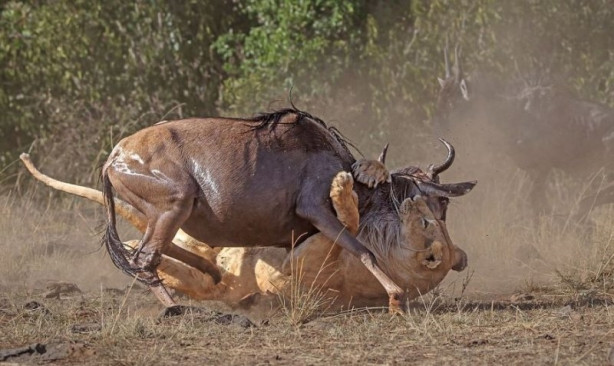 Foto - Vahşi yaşamdan inanılmaz mücadele