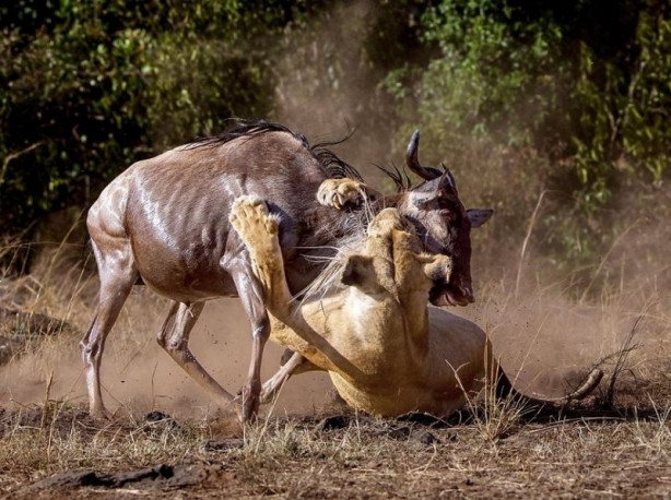 Vahşi yaşamdan inanılmaz mücadele