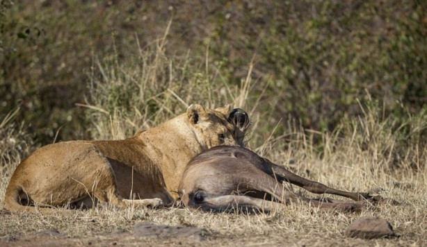 Foto - Vahşi yaşamdan inanılmaz mücadele