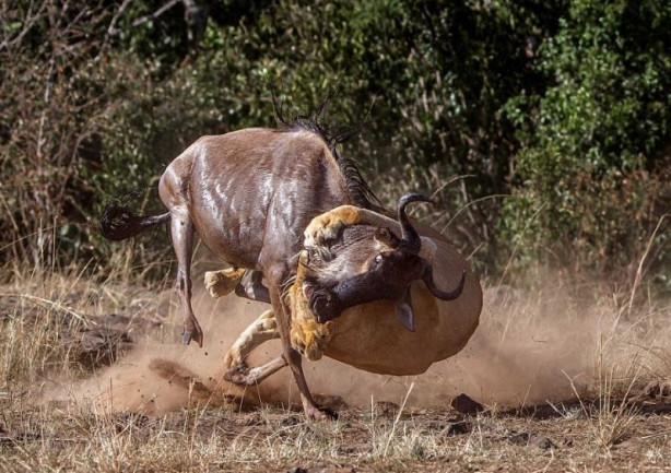 Foto - Vahşi yaşamdan inanılmaz mücadele