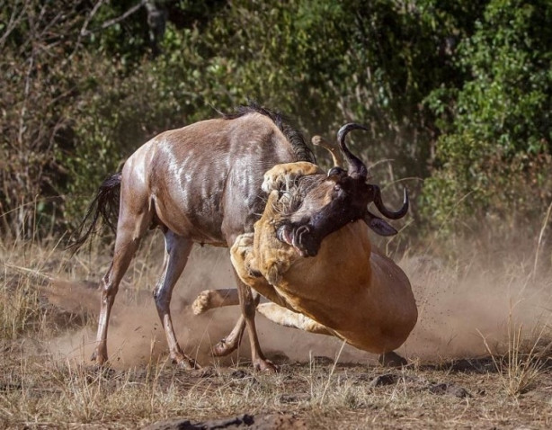 Foto - Vahşi yaşamdan inanılmaz mücadele