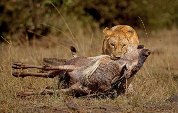 Foto - Vahşi yaşamdan inanılmaz mücadele