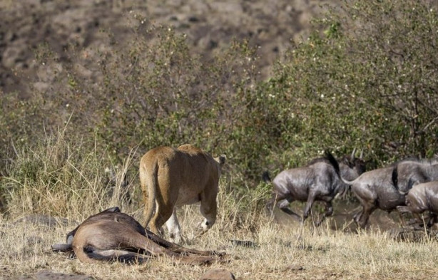 Foto - Vahşi yaşamdan inanılmaz mücadele