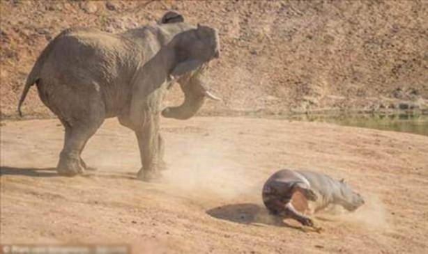 Foto - Vahşi yaşamdan çarpıcı av kareleri