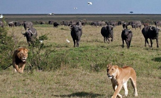 Foto - Vahşi yaşamdan çarpıcı av kareleri