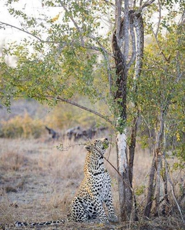 Foto - Vahşi yaşamdan çarpıcı av kareleri