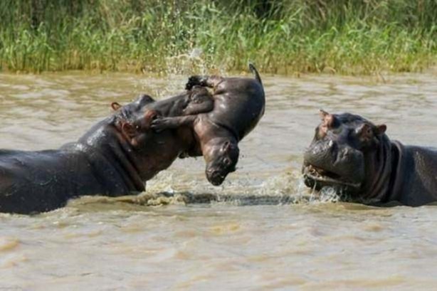 Foto - Vahşi yaşamdan çarpıcı av kareleri
