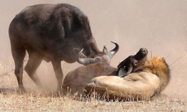 Foto - Vahşi yaşamdan çarpıcı av kareleri