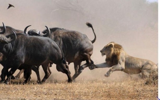 Foto - Vahşi yaşamdan çarpıcı av kareleri