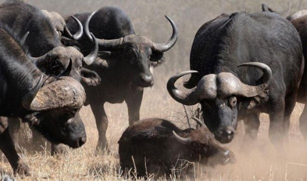 Foto - Vahşi yaşamdan çarpıcı av kareleri