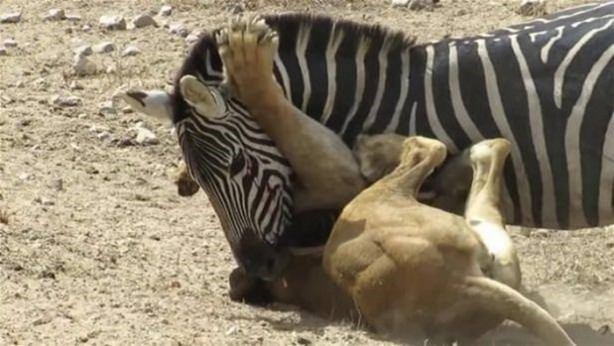 Foto - Vahşi yaşamdan çarpıcı av kareleri