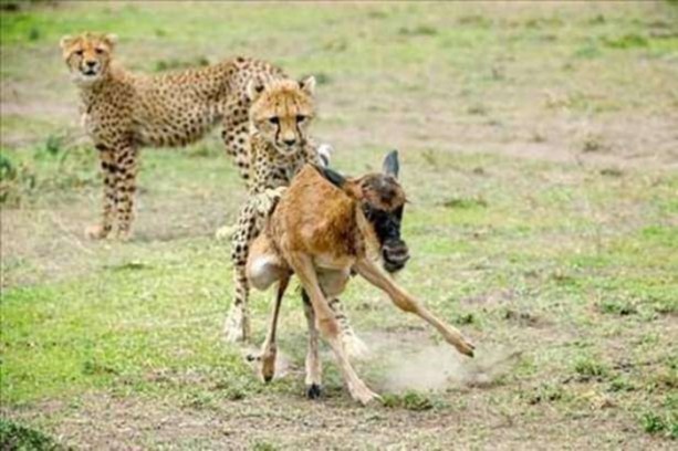 Foto - Vahşi yaşamdan çarpıcı av kareleri