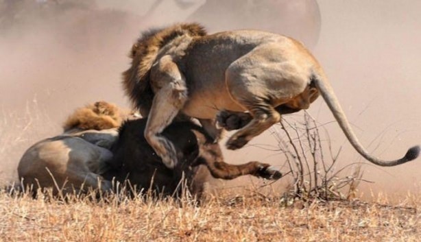 Foto - Vahşi yaşamdan çarpıcı av kareleri