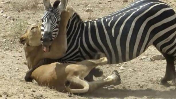 Foto - Vahşi yaşamdan çarpıcı av kareleri