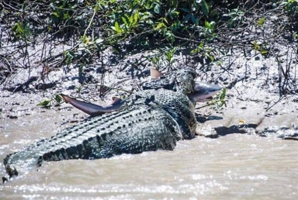 Foto - Vahşi yaşamdan çarpıcı av kareleri