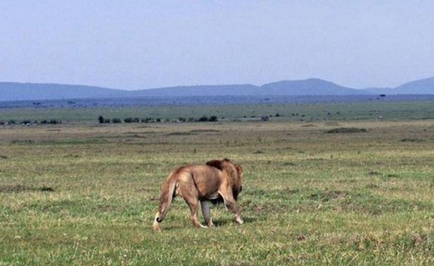 Foto - Vahşi yaşamdan çarpıcı av kareleri