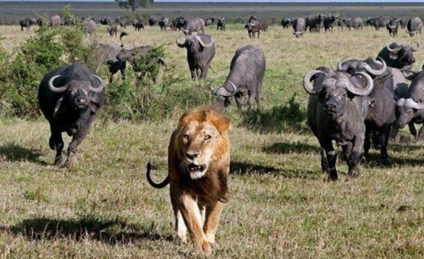 Foto - Vahşi yaşamdan çarpıcı av kareleri