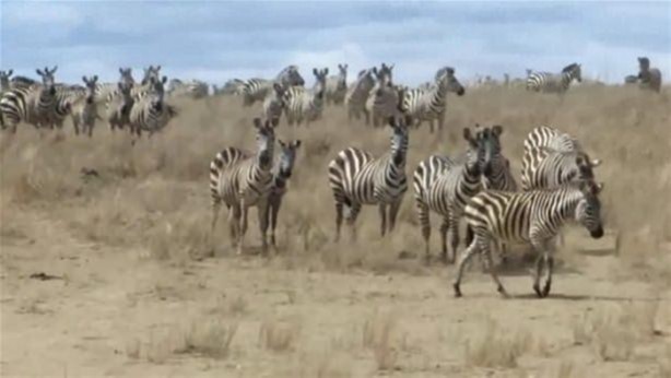 Foto - Vahşi yaşamdan çarpıcı av kareleri