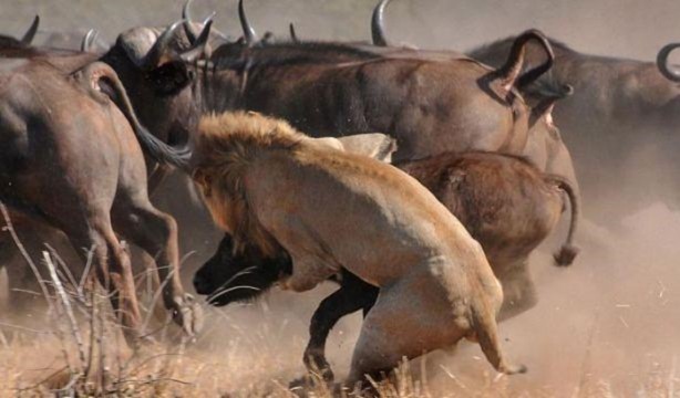 Foto - Vahşi yaşamdan çarpıcı av kareleri