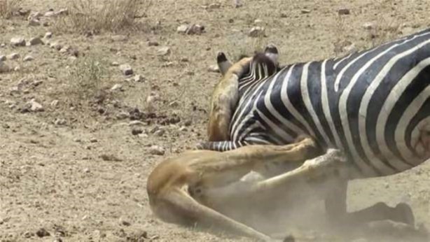 Foto - Vahşi yaşamdan çarpıcı av kareleri