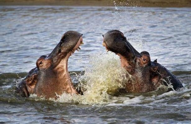 Foto - Vahşi yaşamdan çarpıcı av kareleri