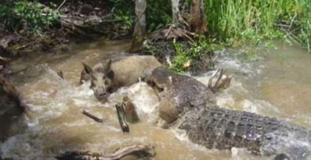 Foto - Vahşi yaşamdan çarpıcı av kareleri