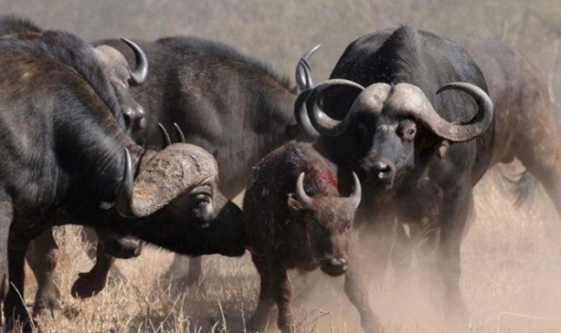 Foto - Vahşi yaşamdan çarpıcı av kareleri