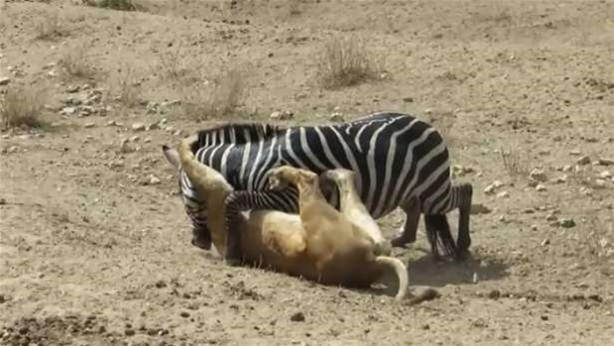 Foto - Vahşi yaşamdan çarpıcı av kareleri