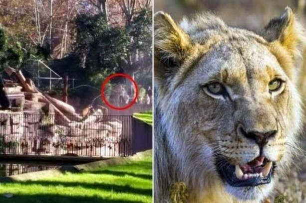 Foto - Vahşi yaşamdan çarpıcı av kareleri