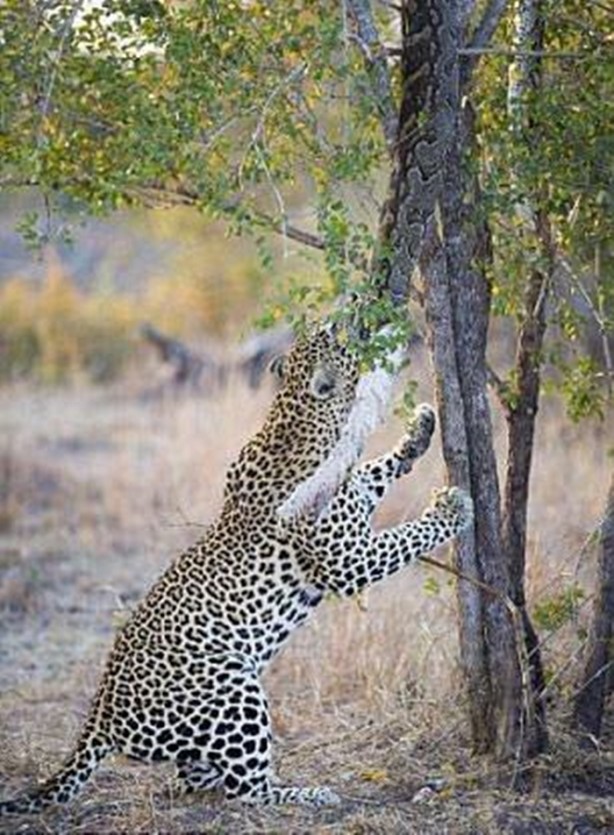 Foto - Vahşi yaşamdan çarpıcı av kareleri