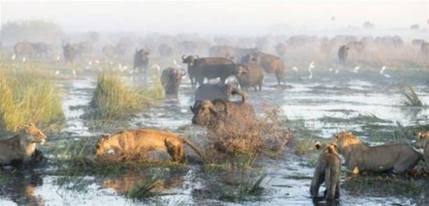 Foto - Vahşi yaşamdan çarpıcı av kareleri