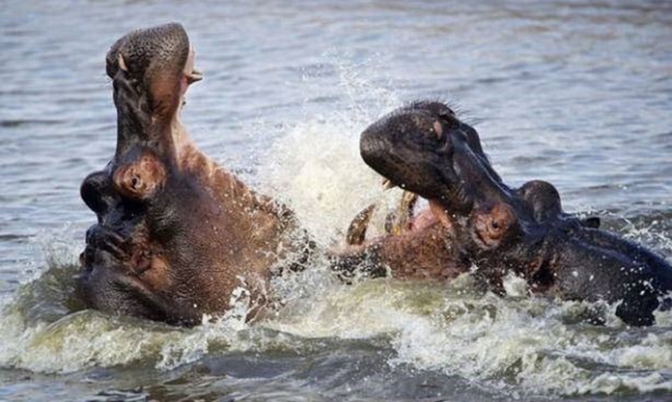 Foto - Vahşi yaşamdan çarpıcı av kareleri