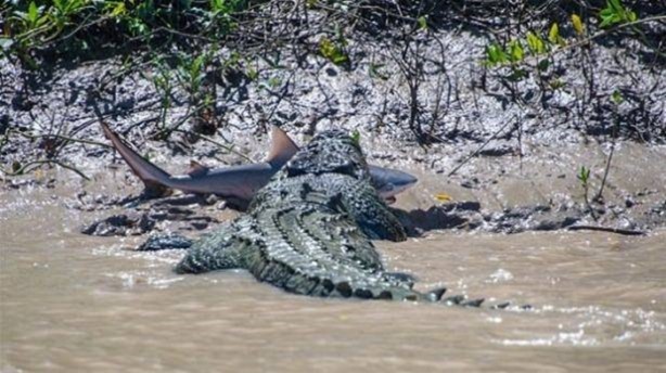 Foto - Vahşi yaşamdan çarpıcı av kareleri