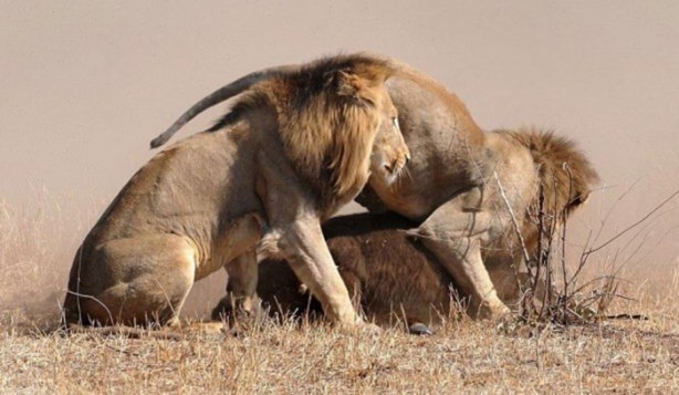 Foto - Vahşi yaşamdan çarpıcı av kareleri