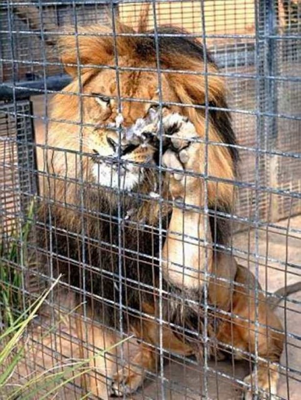 Foto - Vahşi yaşamdan çarpıcı av kareleri