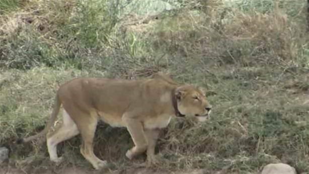Foto - Vahşi yaşamdan çarpıcı av kareleri