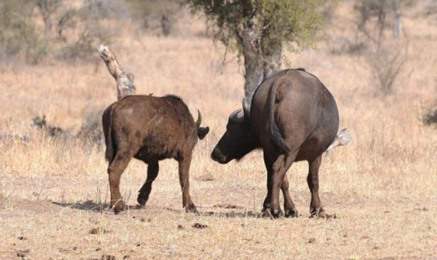 Foto - Vahşi yaşamdan çarpıcı av kareleri