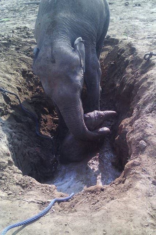 Foto - Vahşi yaşamdan çarpıcı av kareleri