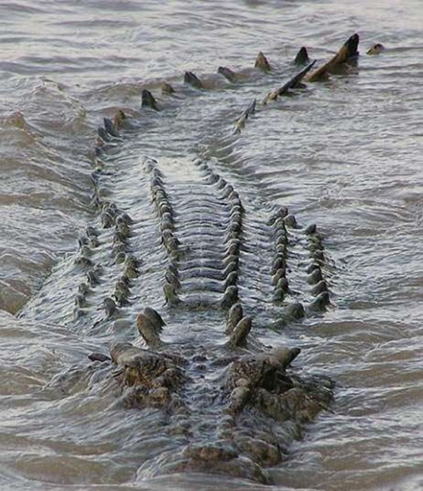 Foto - Vahşi yaşamdan çarpıcı av kareleri