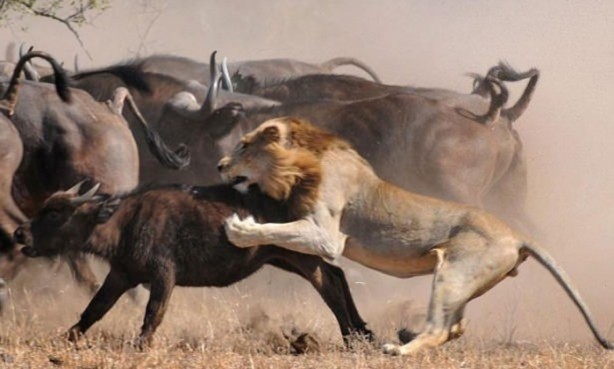 Foto - Vahşi yaşamdan çarpıcı av kareleri