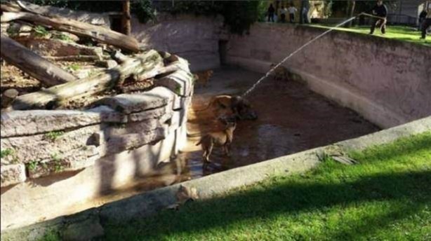 Foto - Vahşi yaşamdan çarpıcı av kareleri