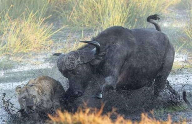 Foto - Vahşi yaşamdan çarpıcı av kareleri
